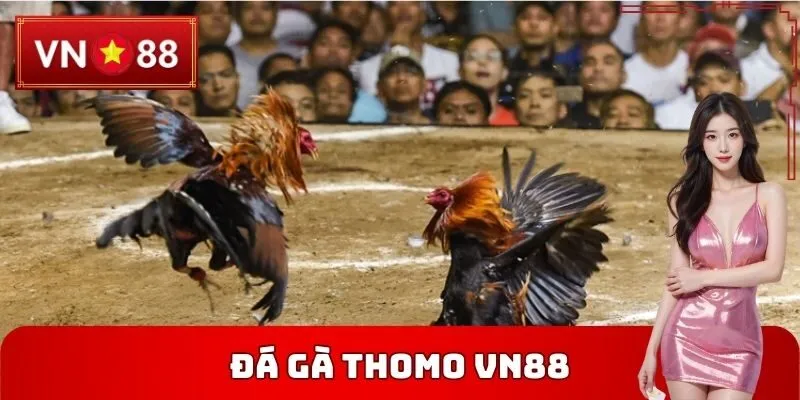 Đá Gà Thomo VN88