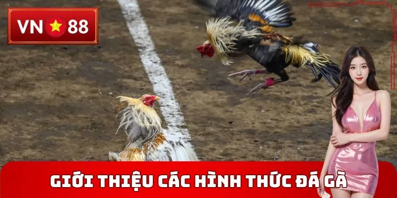 Giới thiệu các hình thức đá gà đang hot hiện nay