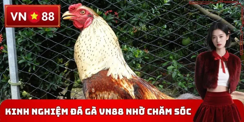 Kinh nghiệm đá gà VN88 nhờ chăm sóc