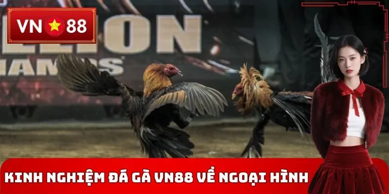 Kinh nghiệm đá gà VN88 về ngoại hình