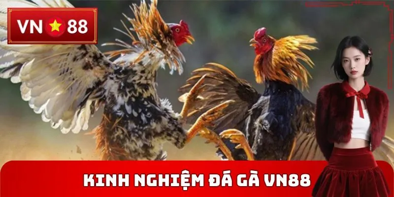 Kinh Nghiệm Đá Gà VN88