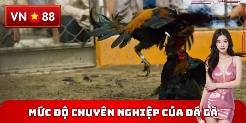 Mức độ chuyên nghiệp của Đá gà thomo VN88