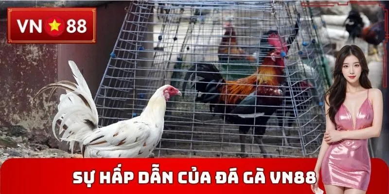 Sự hấp dẫn của Đá gà VN88