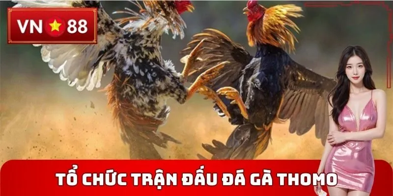 Tổ chức trận đấu tại Đá gà thomo VN88