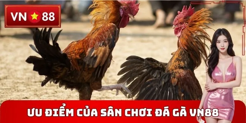 Ưu điểm của sân chơi Đá gà VN88
